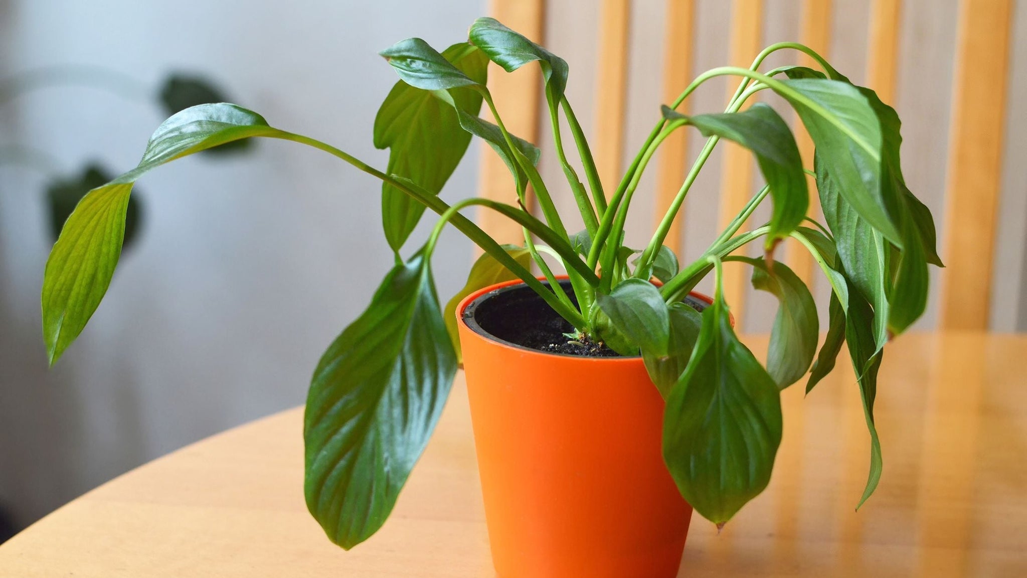 Why is my plant drooping?