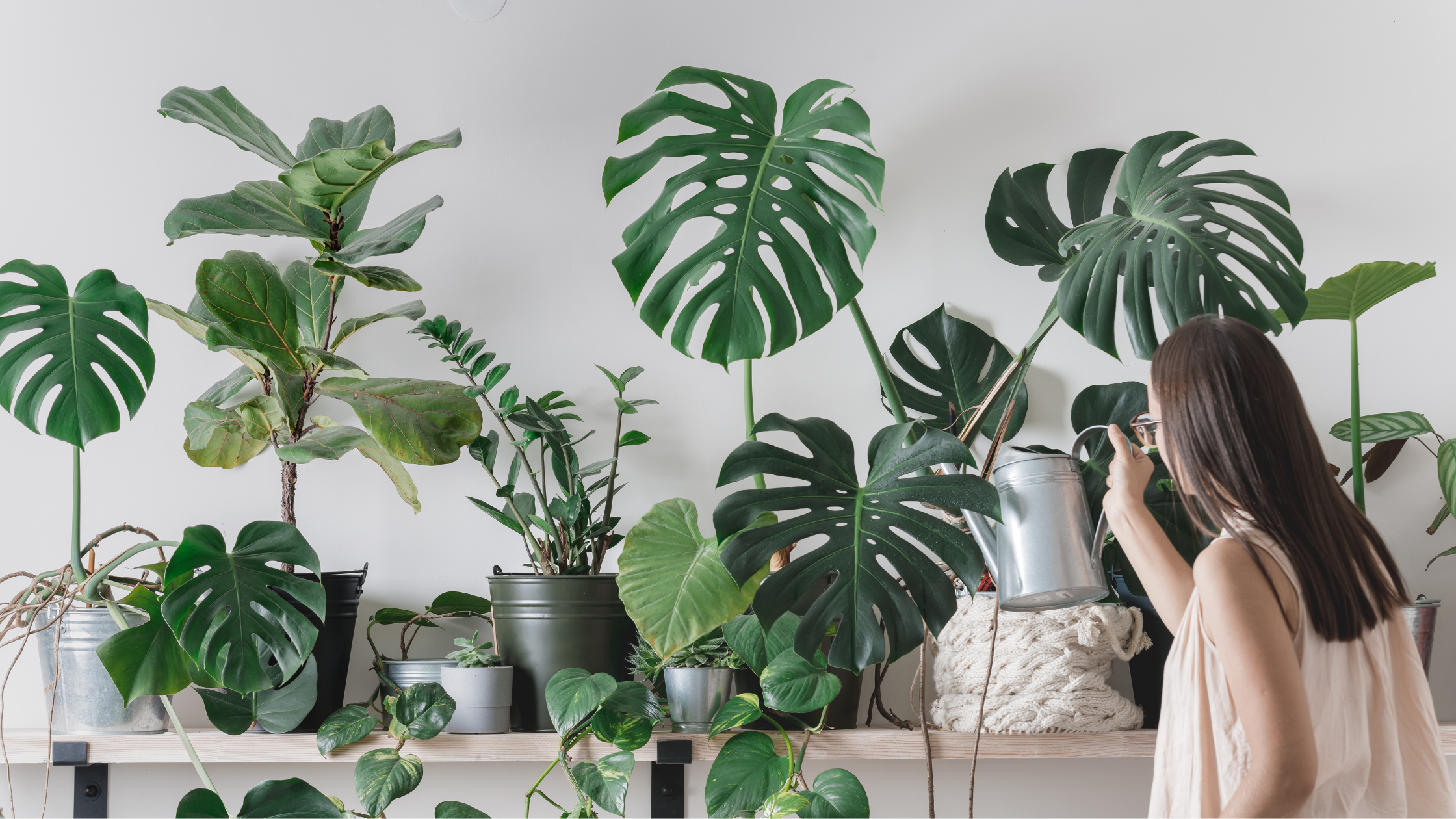 Woman caring for healthy indoor plants thriving with regular houseplant fertilizer routine