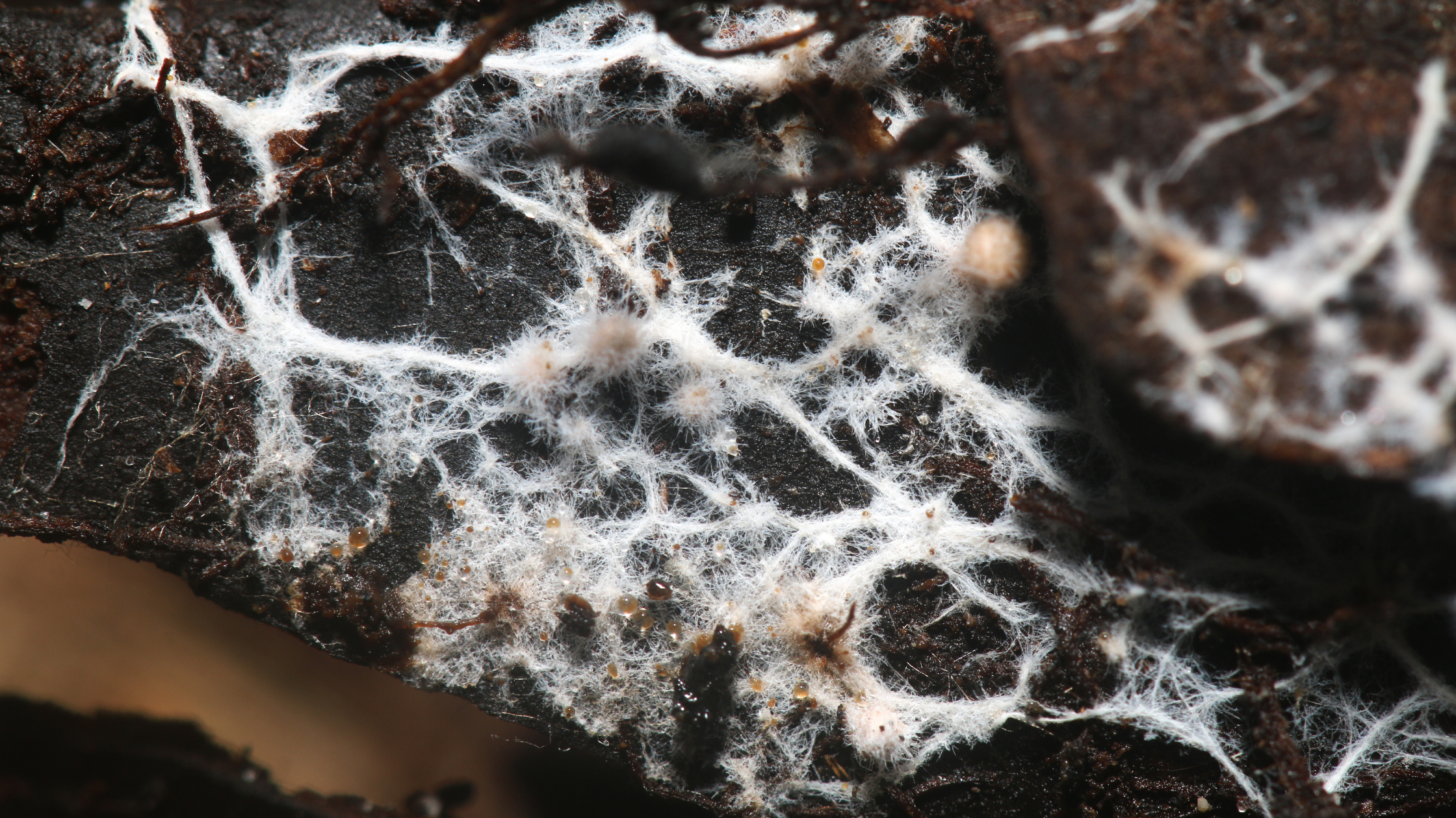 Mycorrhizal Fungi for Houseplants: Boost Health and Growth