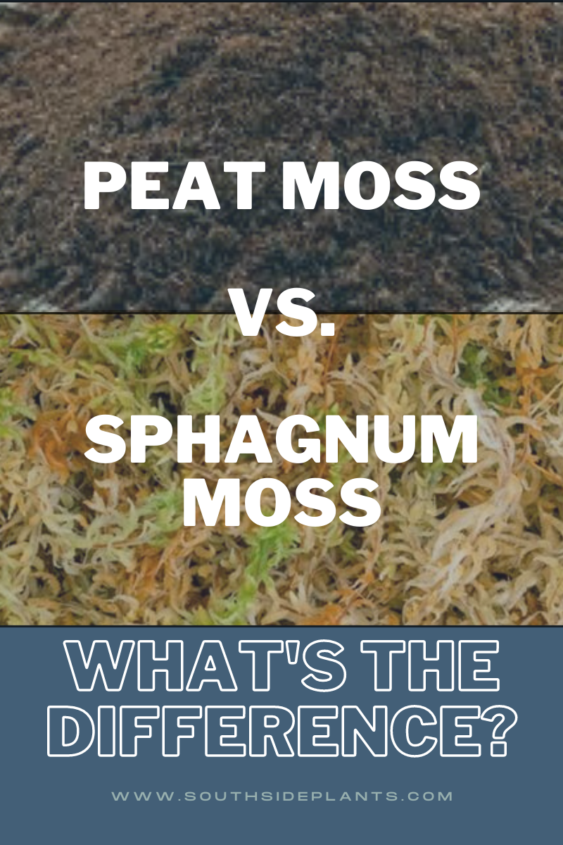 What's the Difference Between Spagmoss and Peat Moss? The