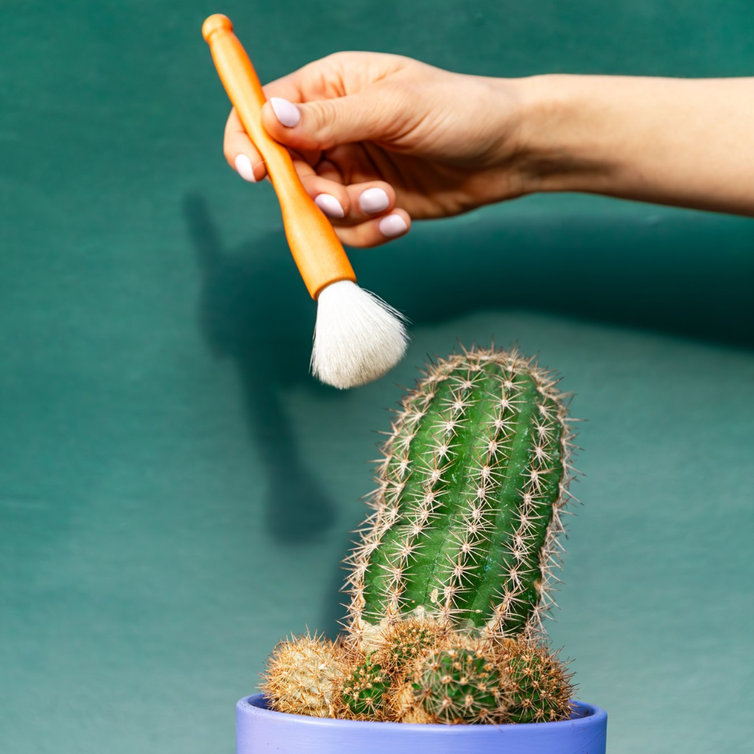 succulent brush Cactus Brushes