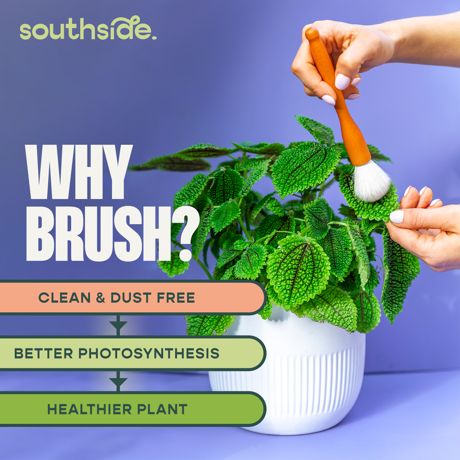 Cactus Brushes