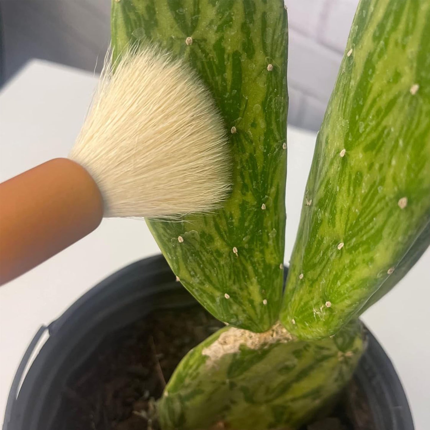 Cactus Cleaning Brushes