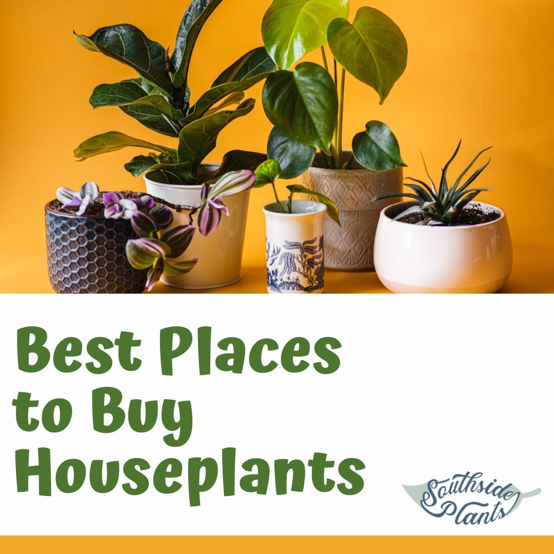 5 Best Places To Purchase Houseplants