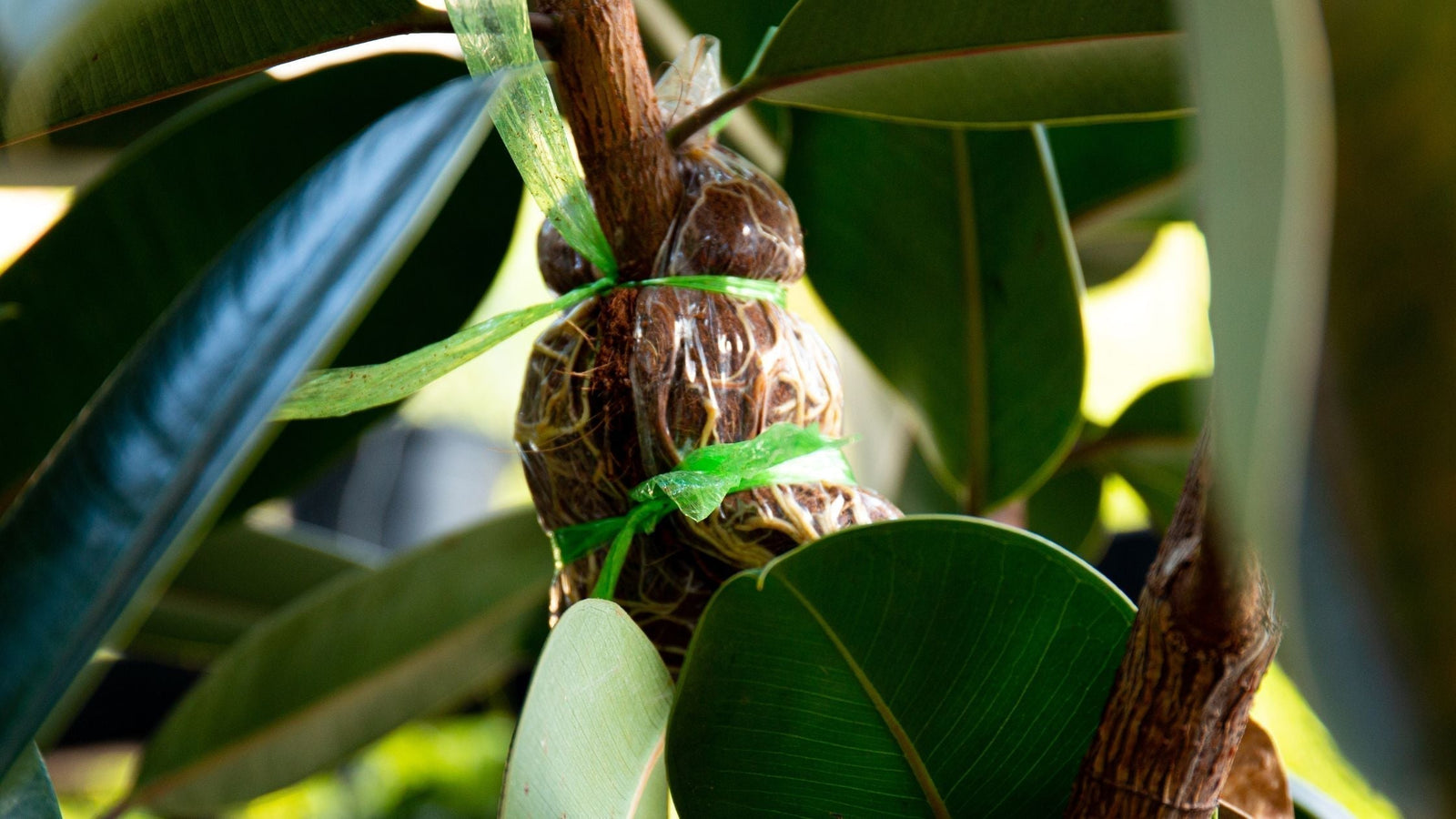 Air Layering Plants For Propagation