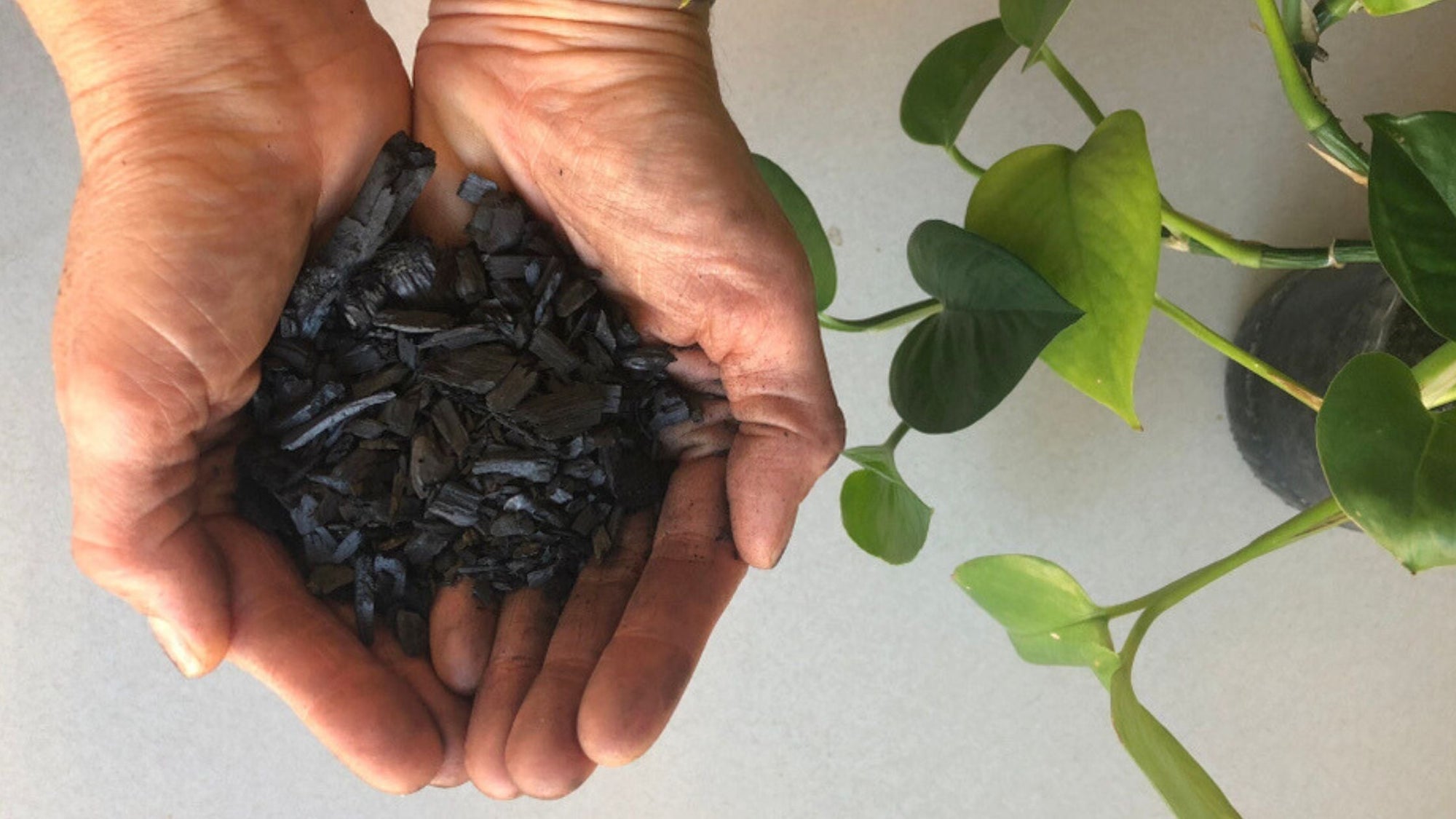 Charcoal for Plants