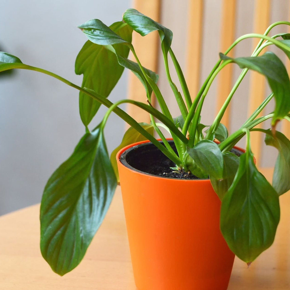 Why is my plant drooping?