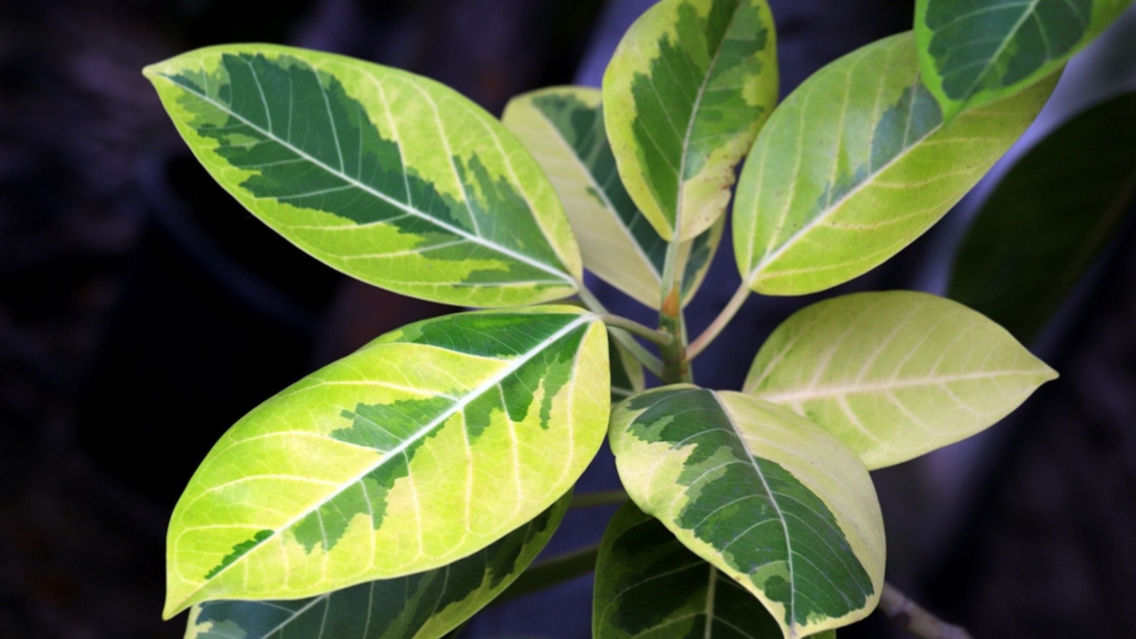 Ficus Yellow Gem Care