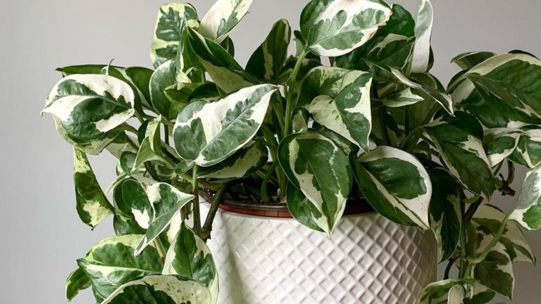 Glacier Pothos Care