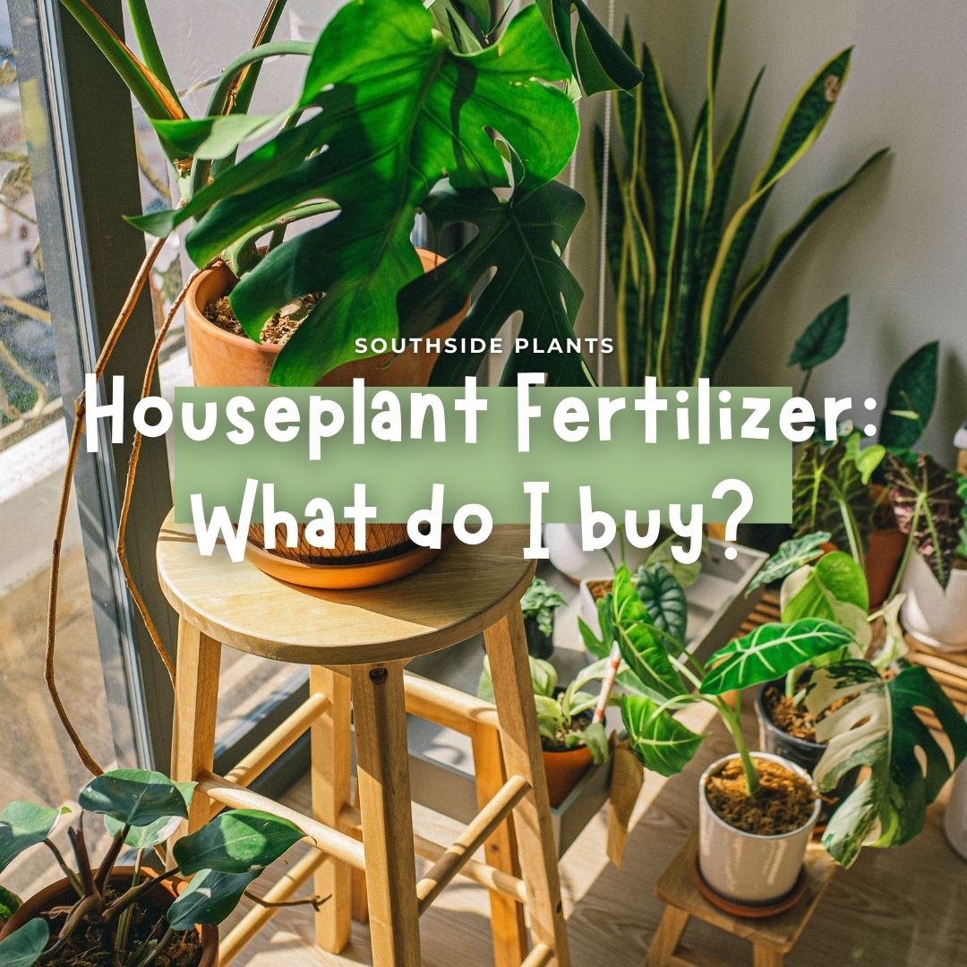 Houseplant Fertilizer: What Do I Buy?