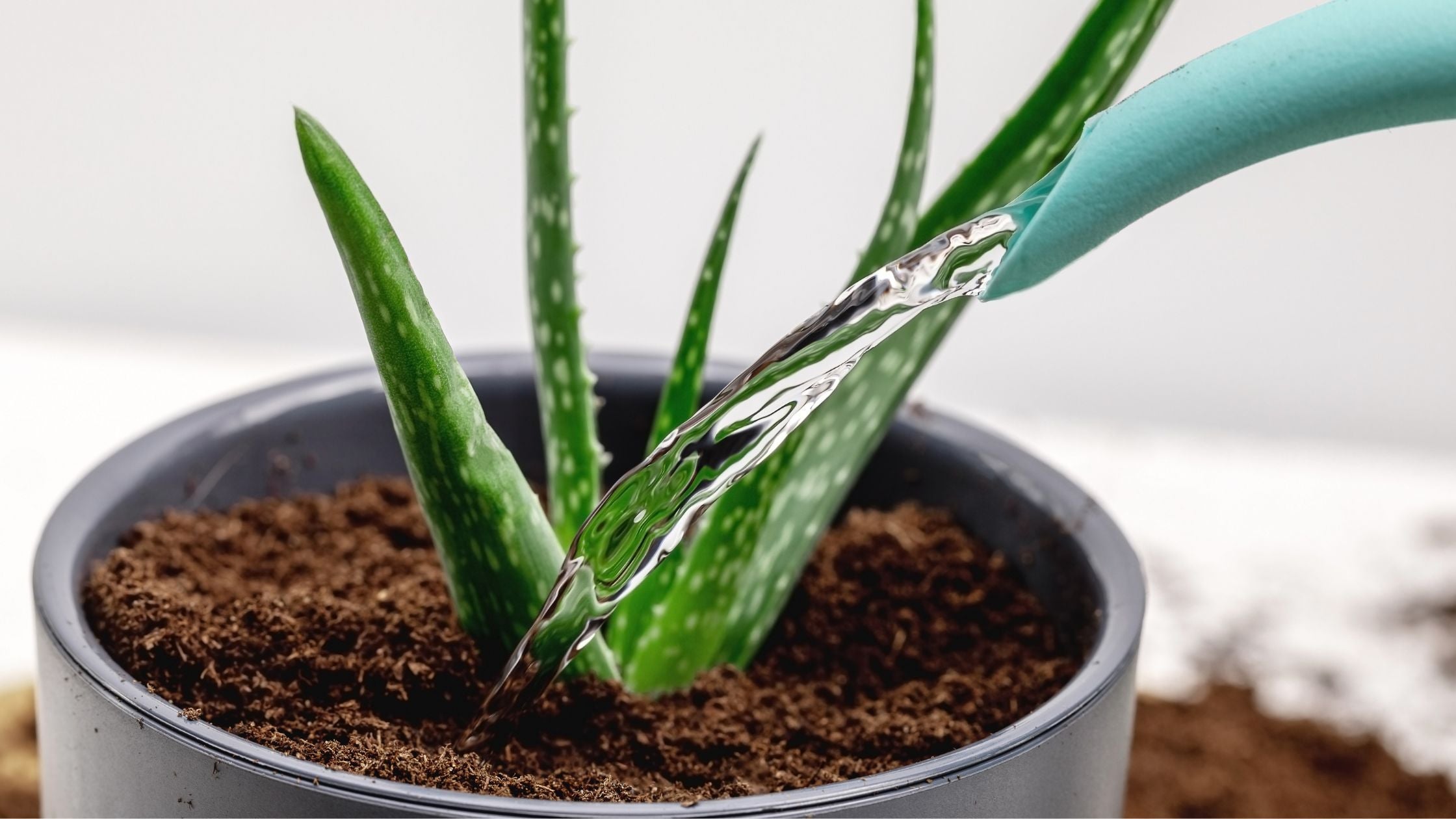 can you water plants with tap water 