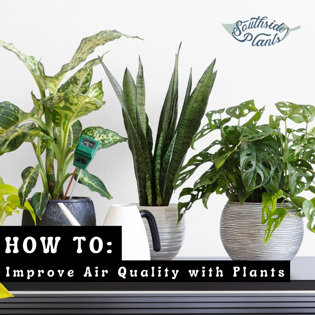How To Improve Air Quality With Plants