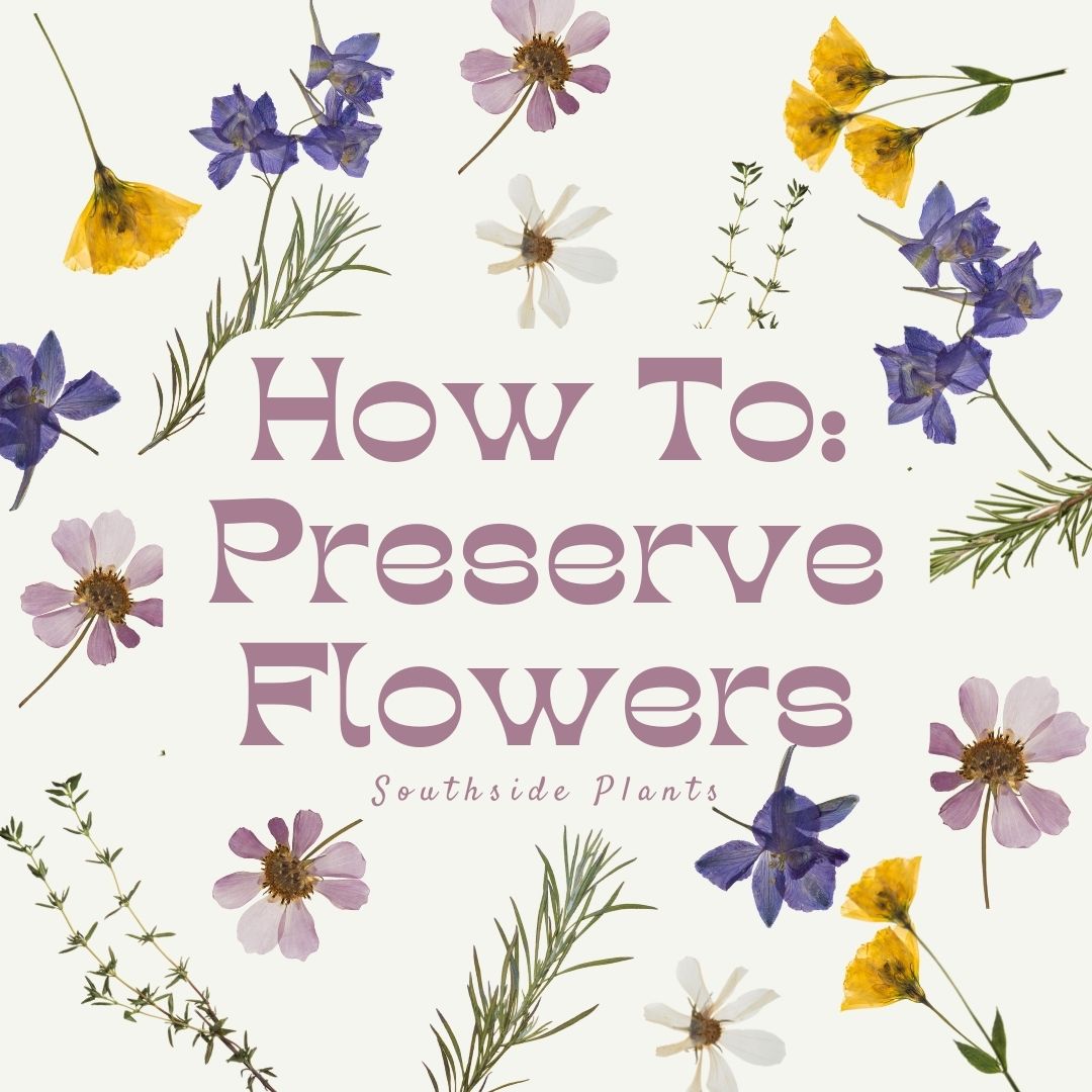 How To Preserve / Press Flowers