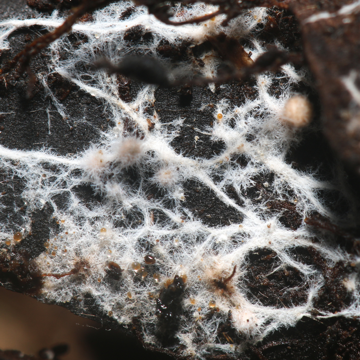 Mycorrhizal Fungi for Houseplants: Boost Health and Growth