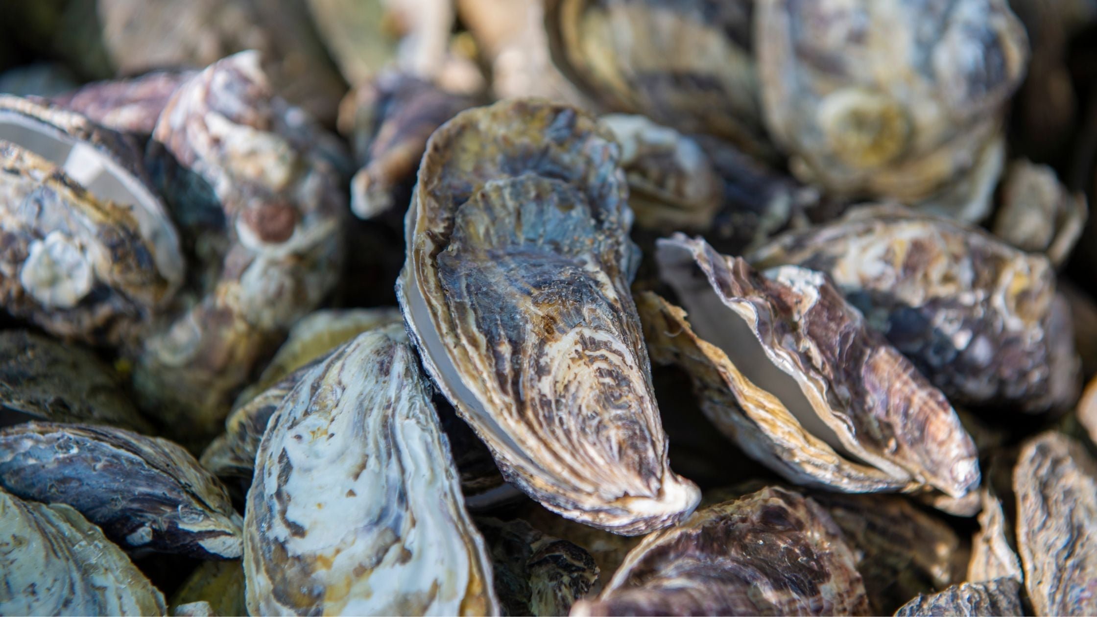 Oyster Shell Flour for Soil