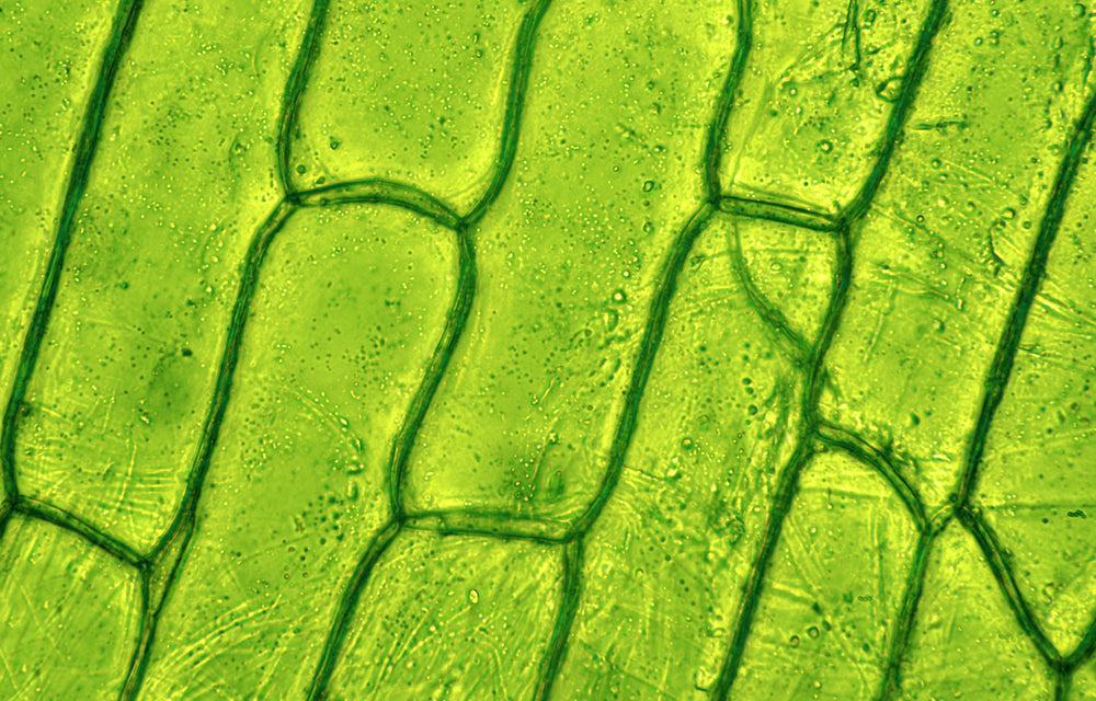 Understanding Auxins and Cytokinins