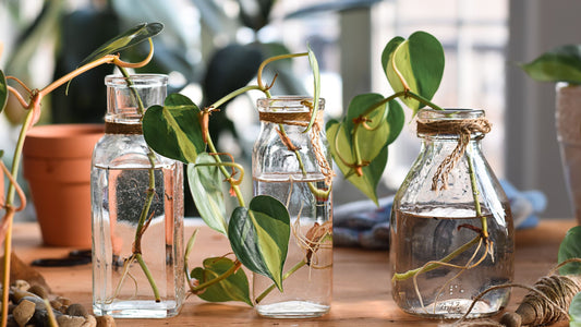 How to Propagate Houseplants from Cuttings