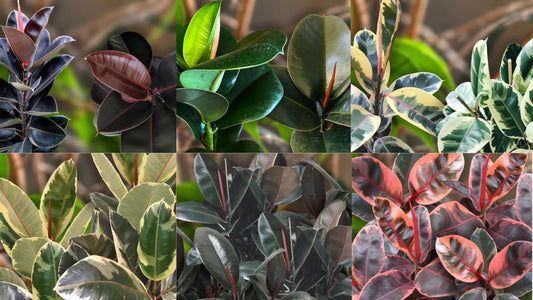 Types of Rubber Plants & Rubber Plant Care