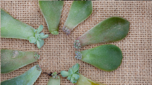 The Best Methods for Propagating Houseplants