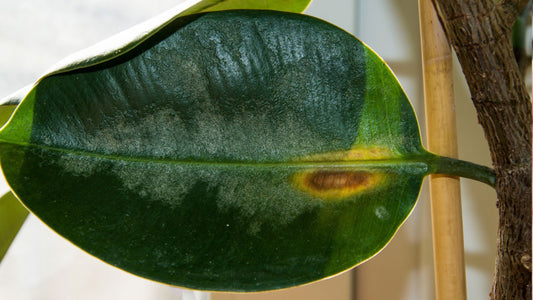 Why are there spots on leaves of my houseplants?