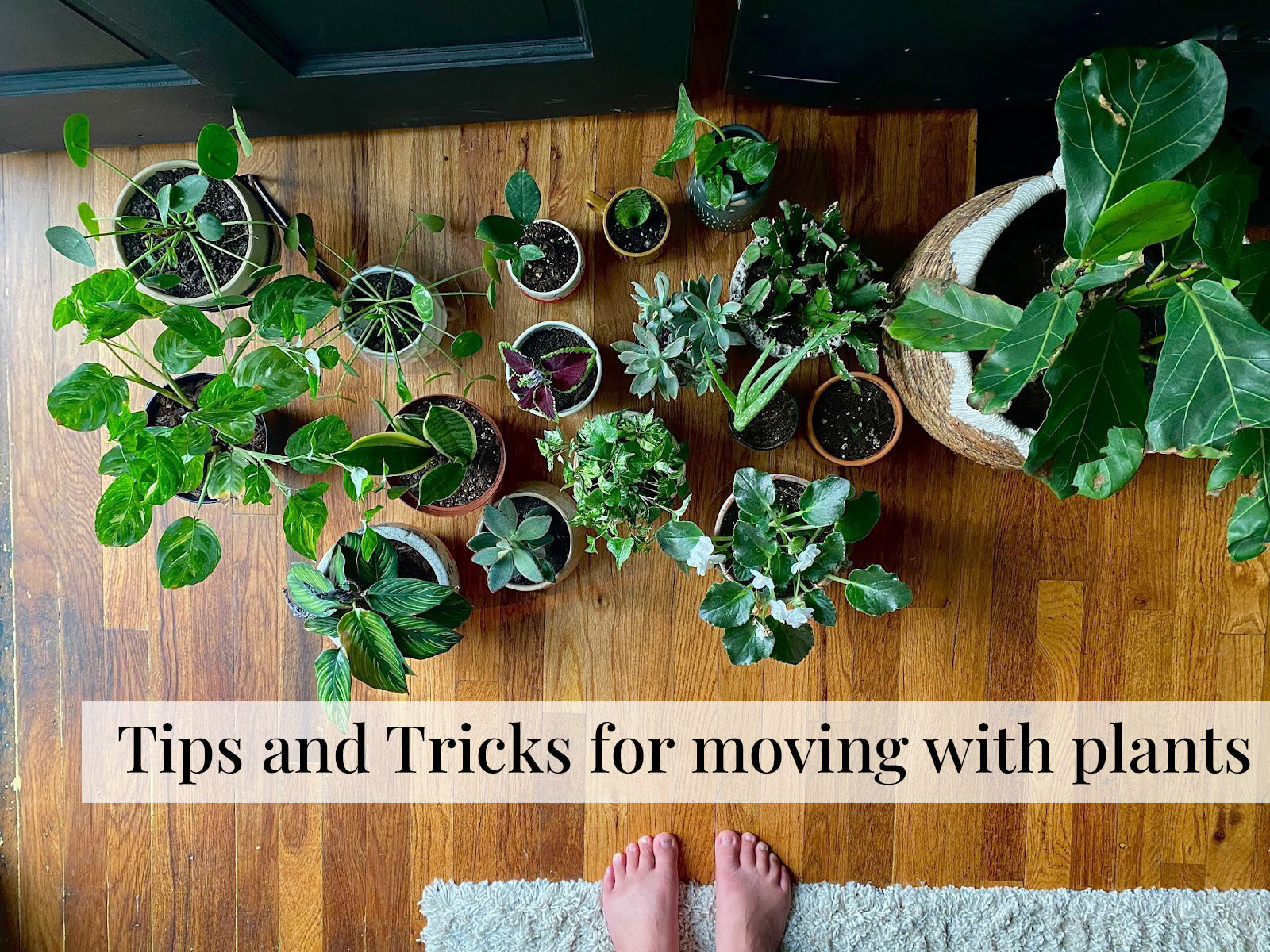 Why are there spots on my leaves? Southside Plants