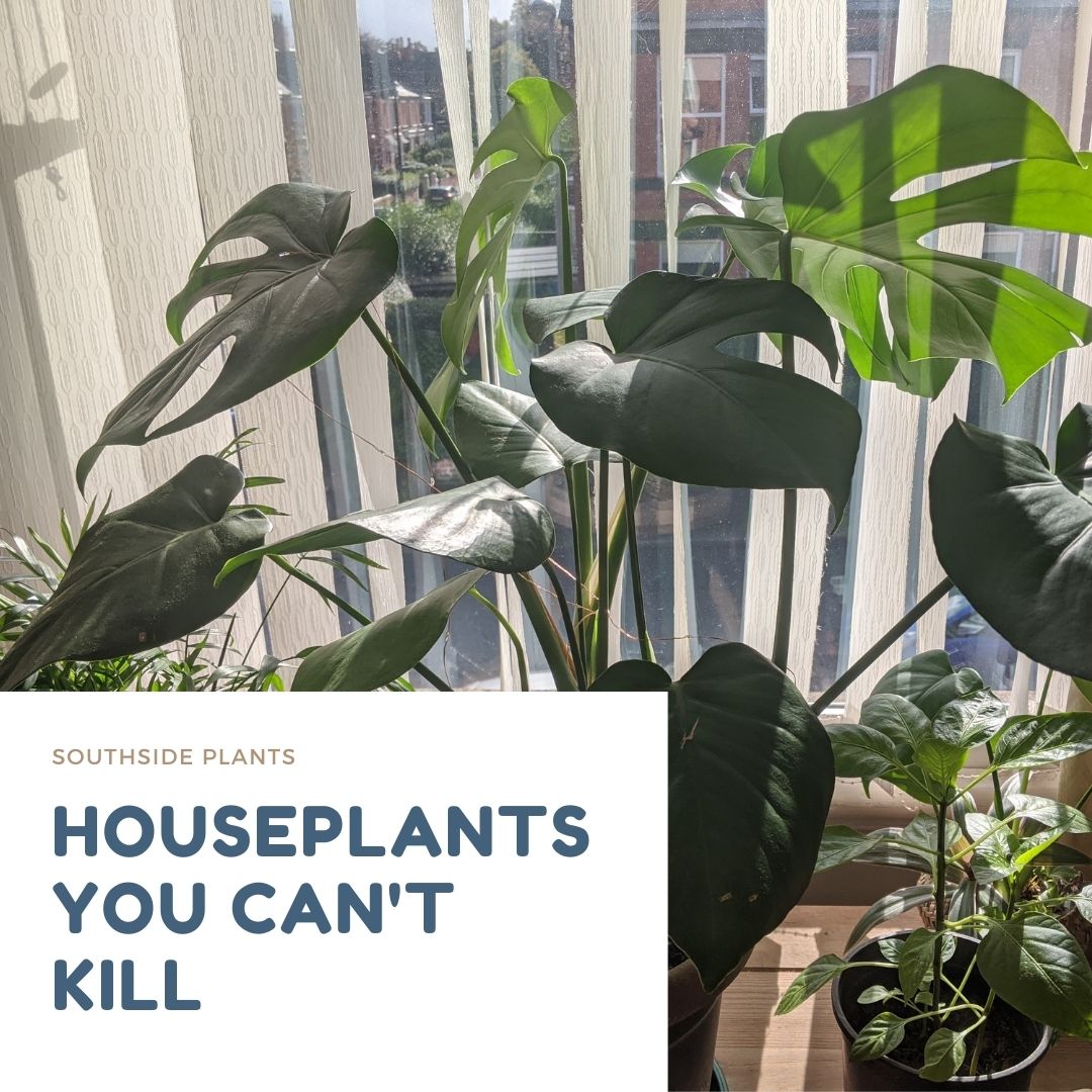 10 Houseplants You Can't Kill