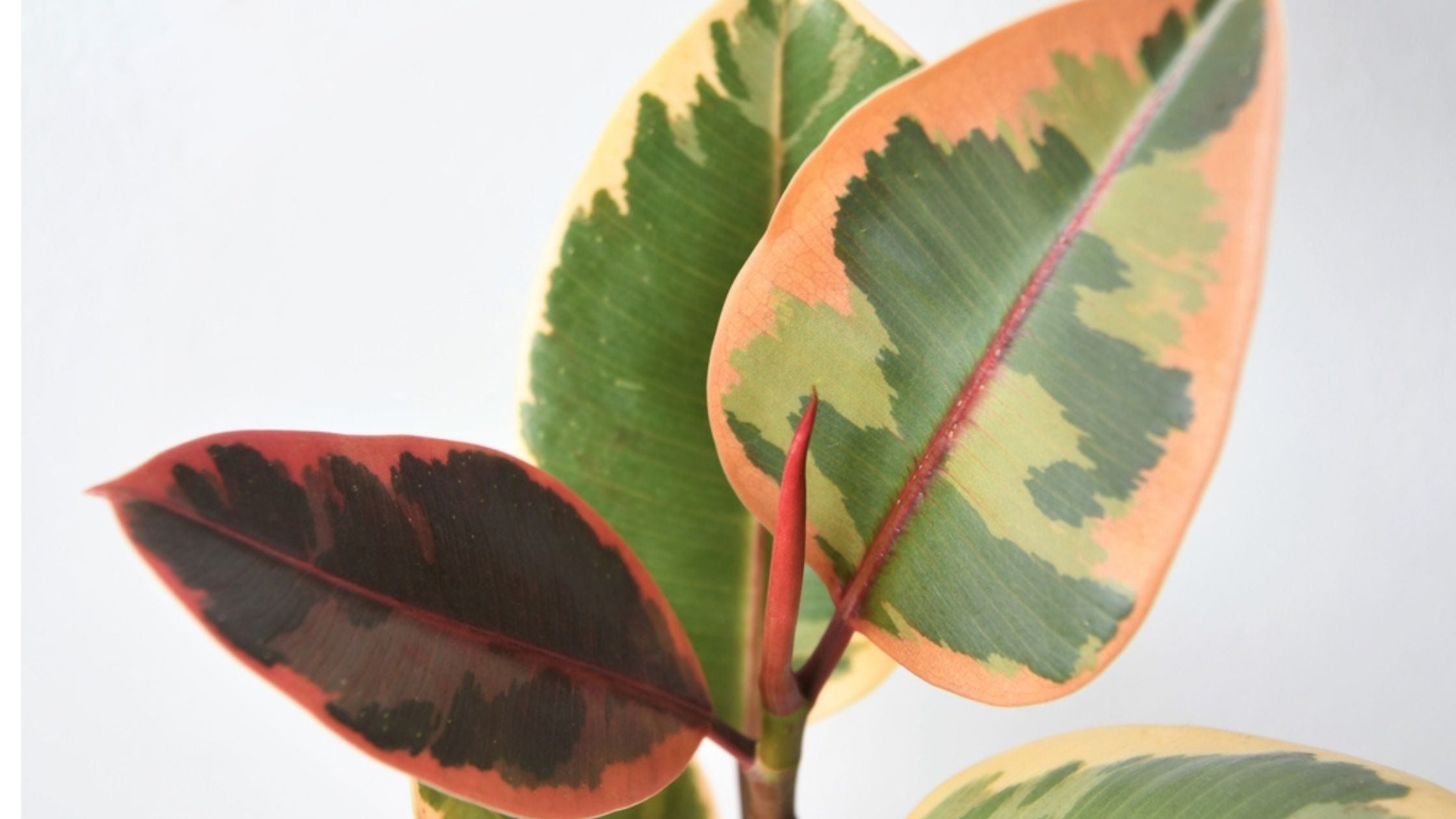 Ficus Elastica Ruby Care