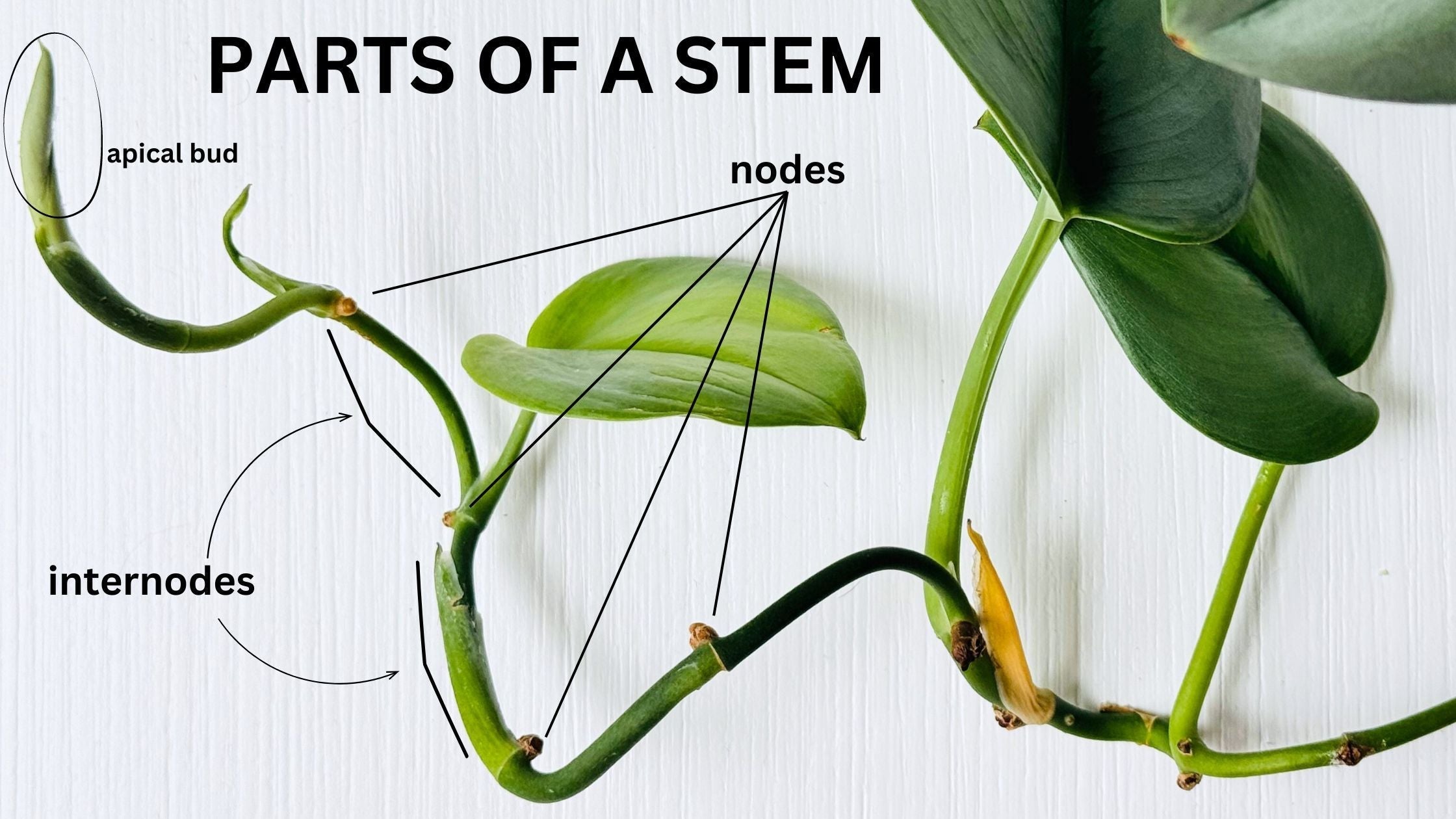 Finding Nodes on a Plant for Pruning and Propagation