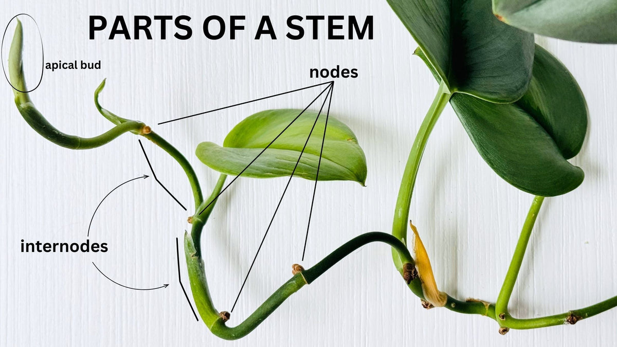 Identifying Nodes on a Plant for Pruning and Propagation