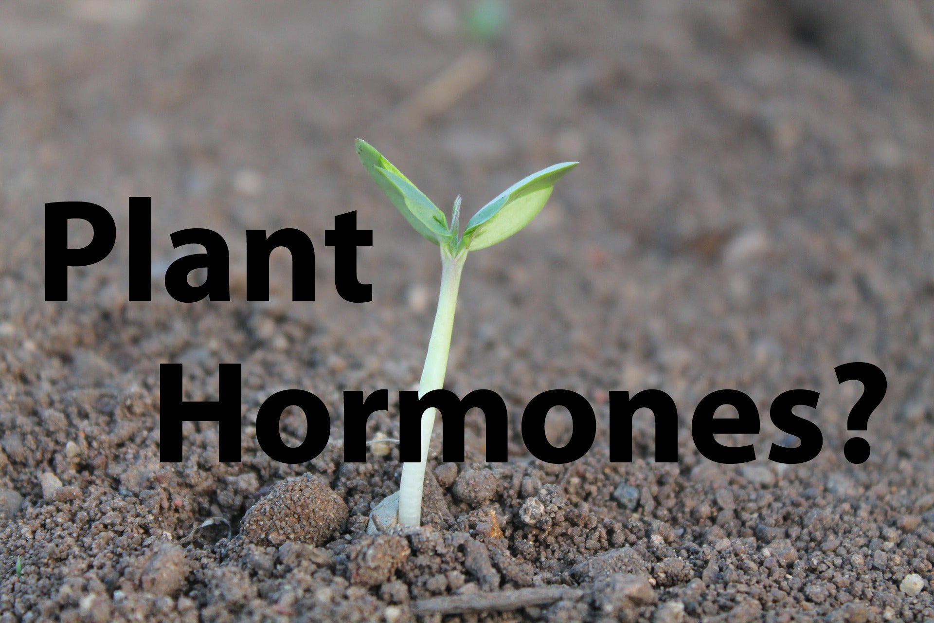 What are plant hormones? Southside Plants