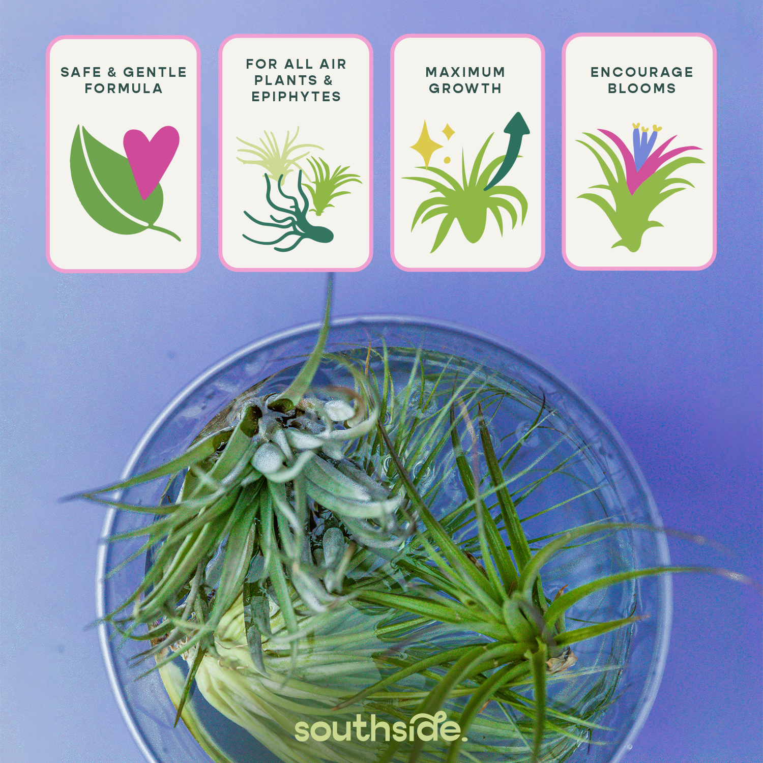 Air Plant Fertilizer