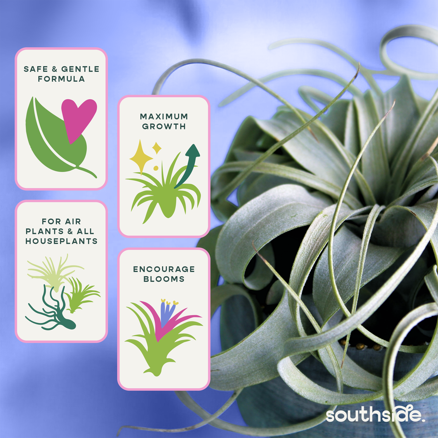 Air Plant Fertilizer