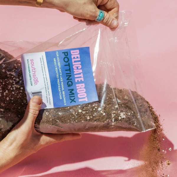 potting mix ferns Delicate Roots Potting mix for Houseplants