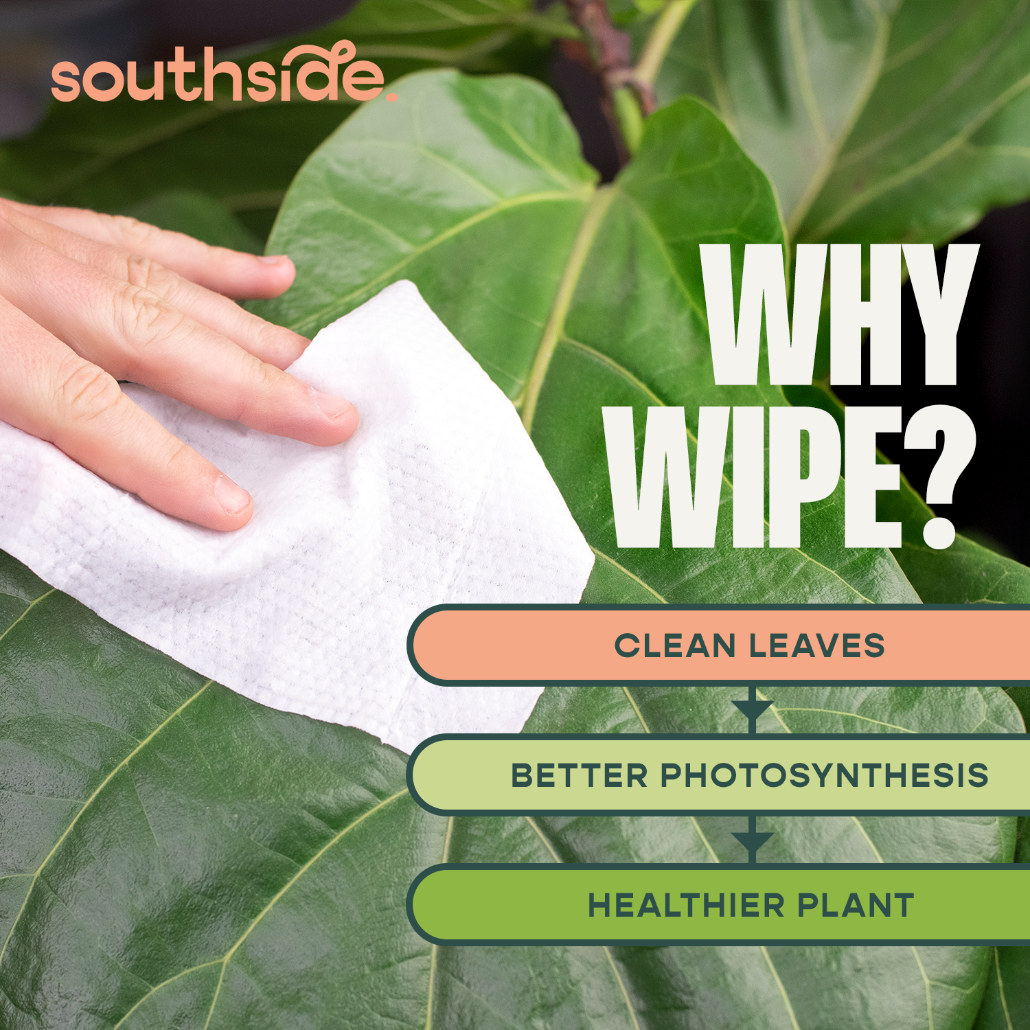 Plant Wipes