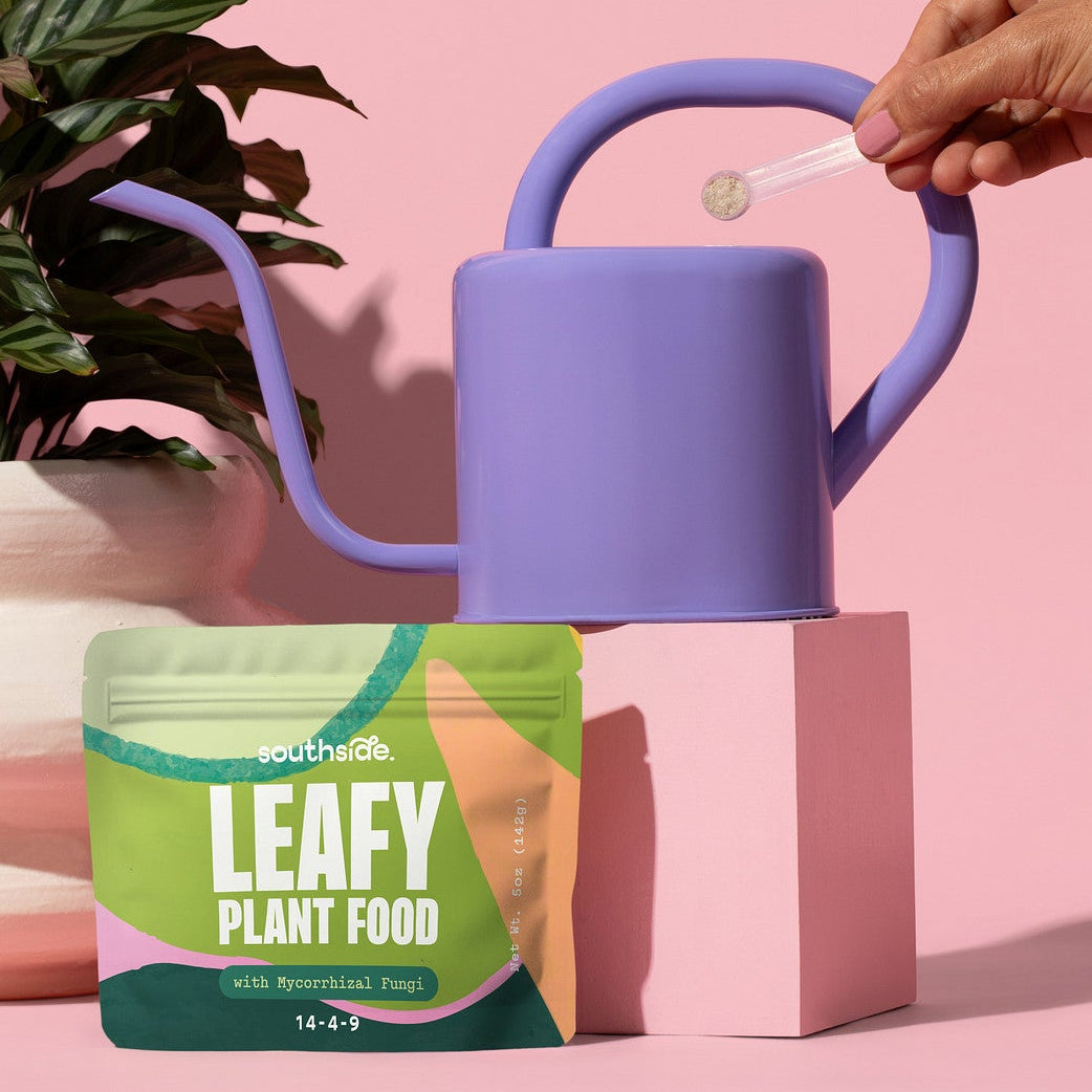 Hand holding a purple watering can next to a plant and a container of Leafy Plant Food on a pink background