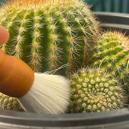Cactus Cleaning Brushes - 2 Pack