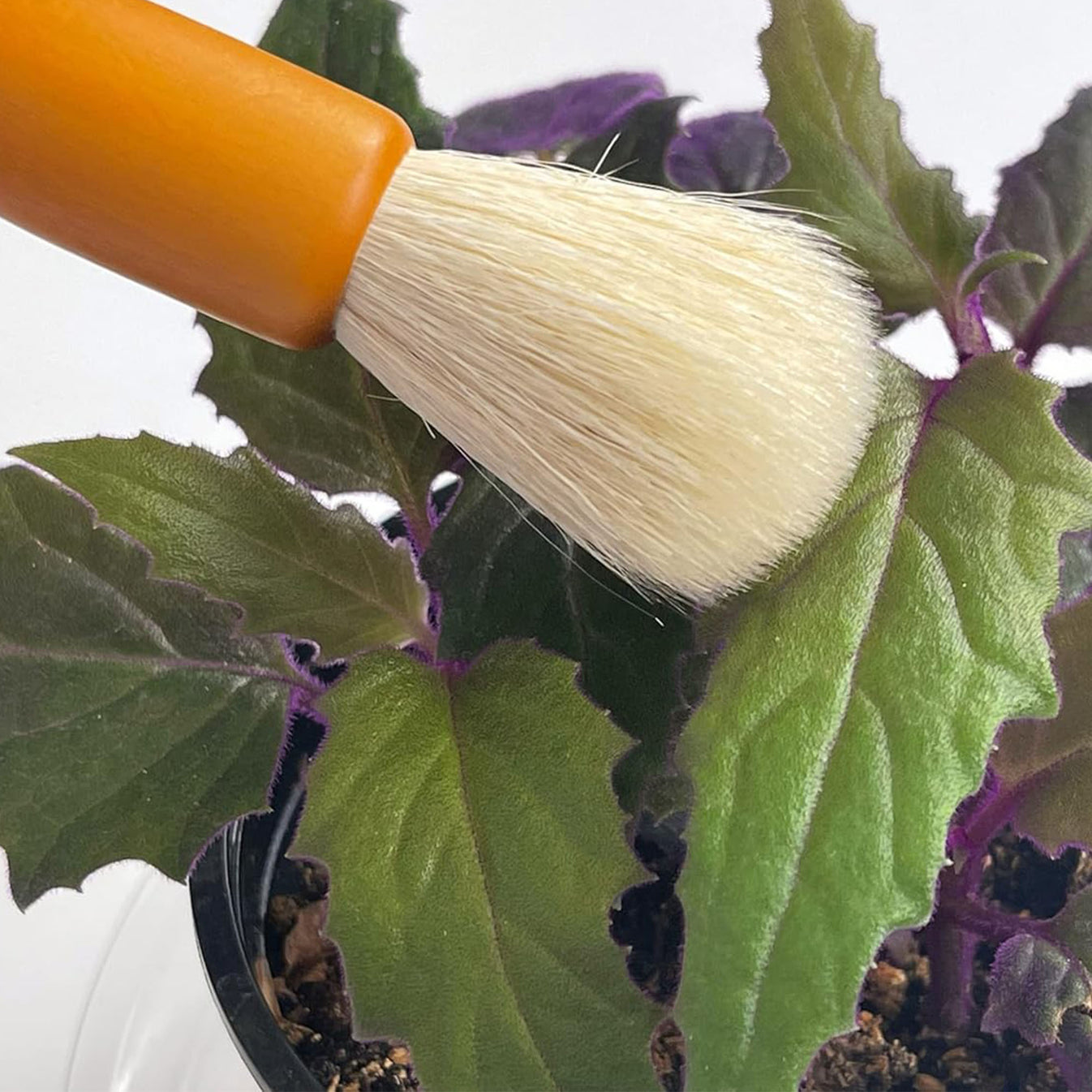 Cactus Cleaning Brushes Southside Plants