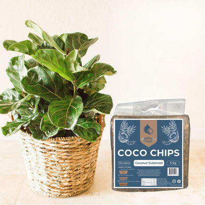 Coco Chip Brick - Chunky Coconut Husk for Houseplant Soil Aeration