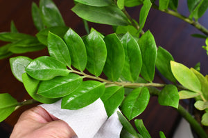 Houseplant Dusting Wipes Southside Plants